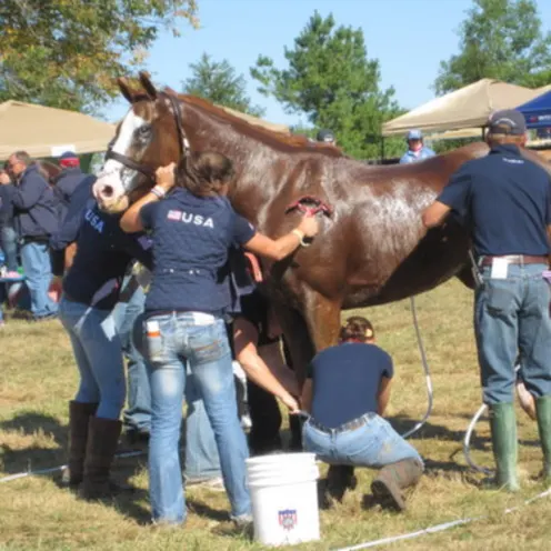 people bathing a horse